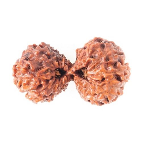 Gauri Shankar Rudraksha Indonesia