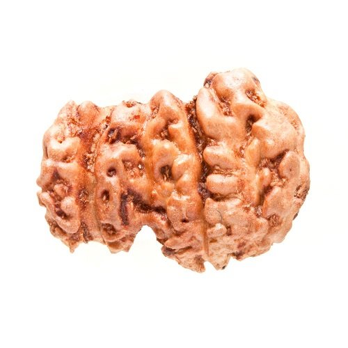 Trijuti Rudraksha Indonesia