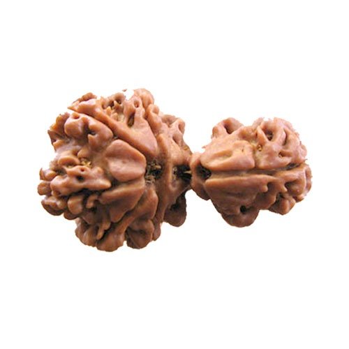 1 Mukhi Rudraksha Nepali (Savar)