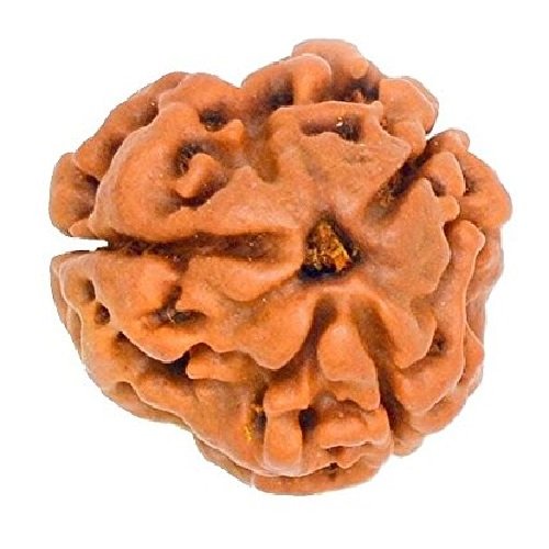3 Mukhi Rudraksha Nepali
