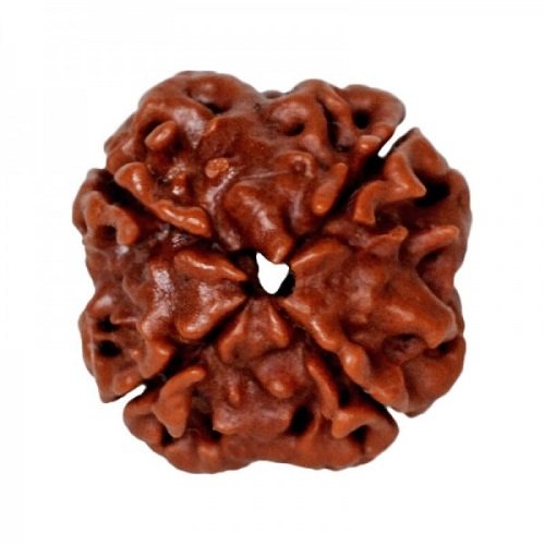 4 Mukhi Rudraksha Nepali