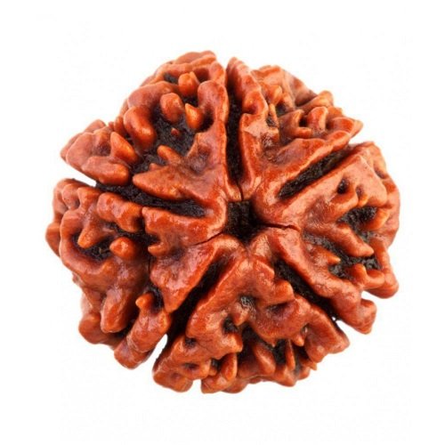 5 Mukhi Rudraksha Nepali