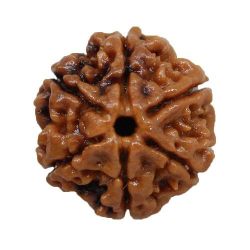 6 Mukhi Rudraksha Nepali