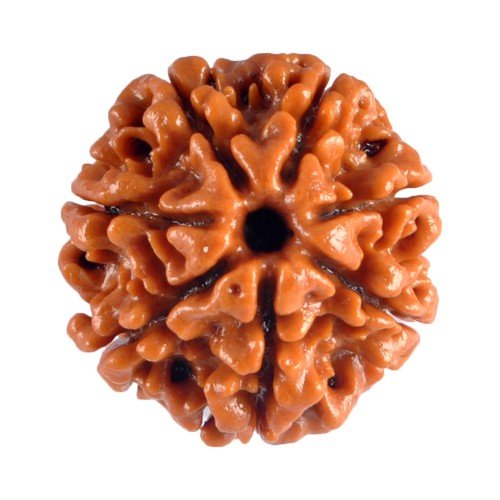 7 Mukhi Rudraksha Nepali