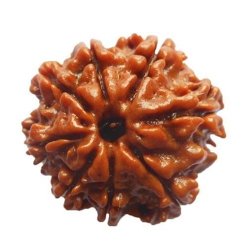 8 Mukhi Rudraksha Nepali