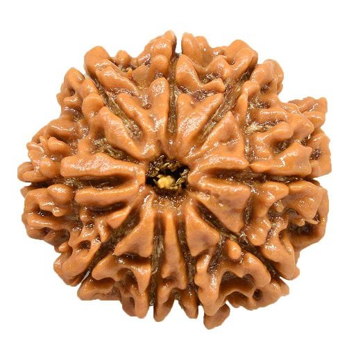 9 Mukhi Rudraksha Nepali