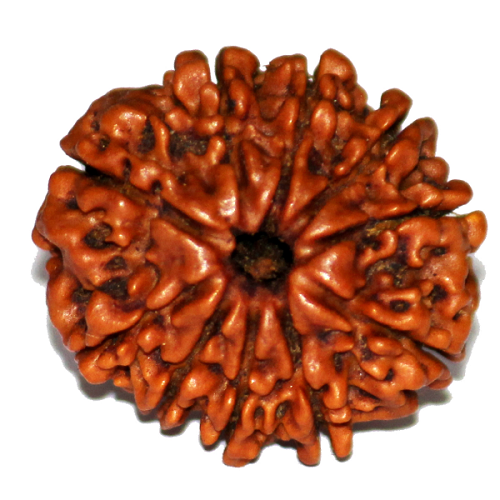 10 Mukhi Rudraksha Nepali