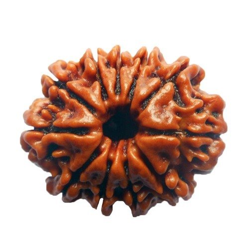 11 Mukhi Rudraksha Nepali