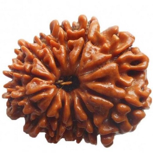 12 Mukhi Rudraksha Nepali