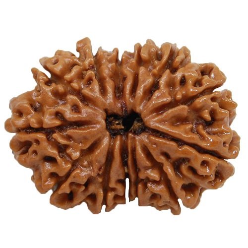 13 Mukhi Rudraksha Nepali