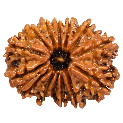 14 Mukhi Rudraksha Nepali