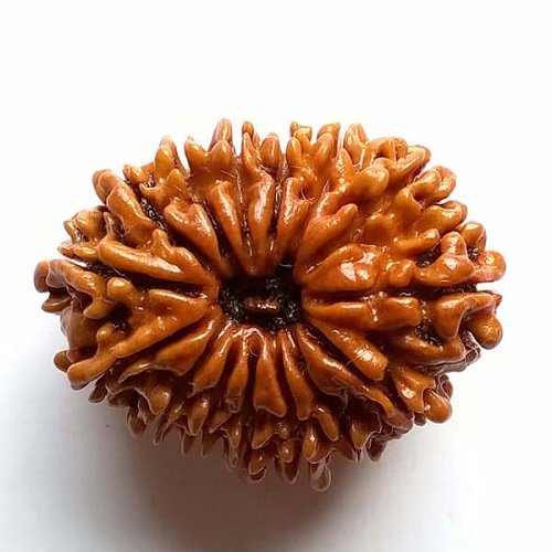 15 Mukhi Rudraksha Nepali