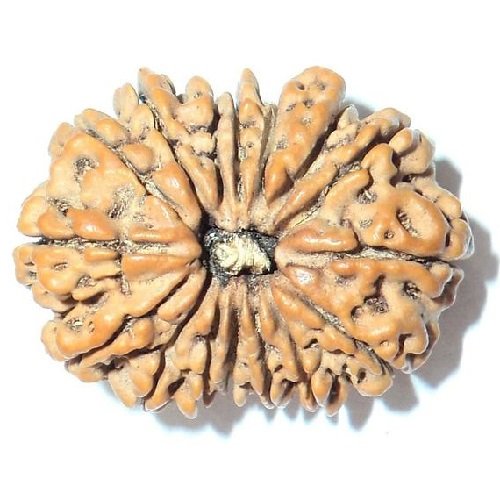16 Mukhi Rudraksha Nepali