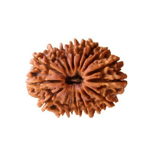 17 Mukhi Rudraksha Nepali