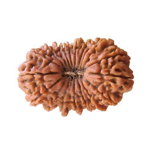19 Mukhi Rudraksha Nepali