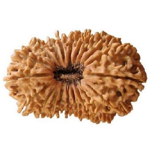 20 Mukhi Rudraksha Nepali