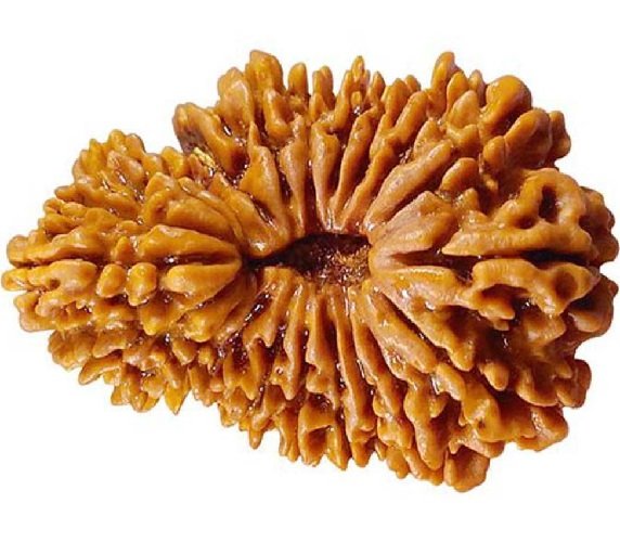 21 Mukhi Rudraksha Nepali