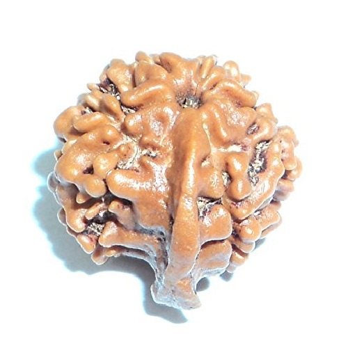 Ganesh Rudraksha Nepali