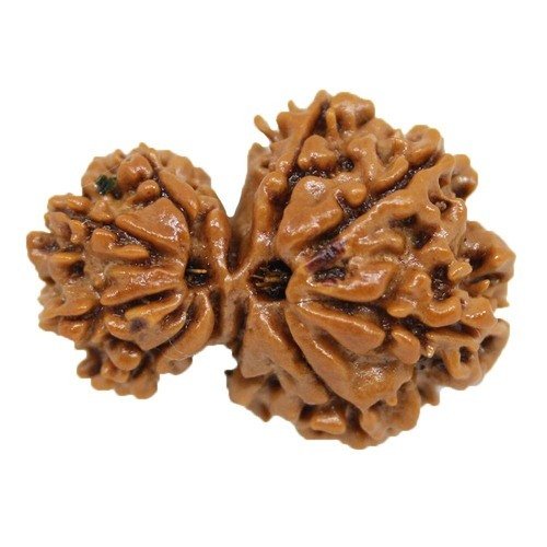 Garbh Gauri Rudraksha Nepali