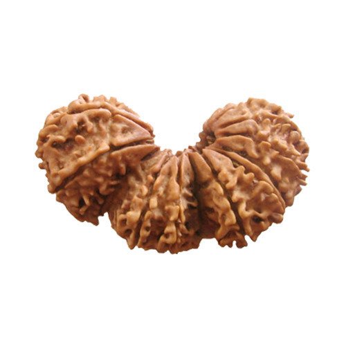 Trijuti Rudraksha Nepali