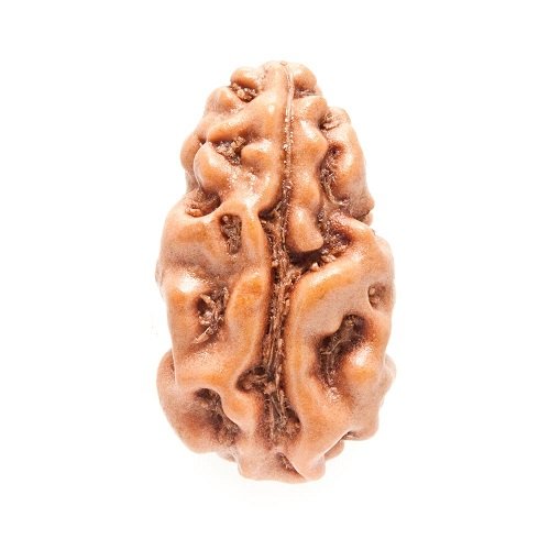 1 Mukhi Rudraksha Indonesia