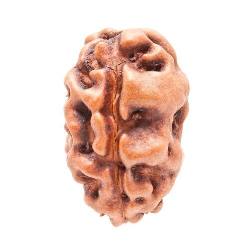 2 Mukhi Rudraksha Indonesia
