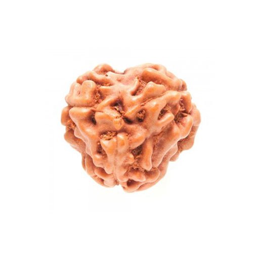 3 Mukhi Rudraksha Indonesia