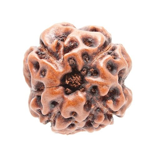 4 Mukhi Rudraksha Indonesia