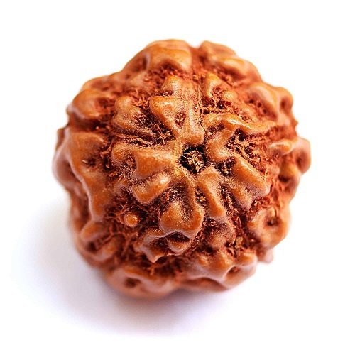 5 Mukhi Rudraksha Indonesia-3 Beads