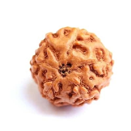 6 Mukhi Rudraksha Indonesia