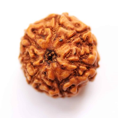 7 Mukhi Rudraksha Indonesia