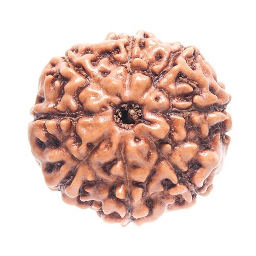 8 Mukhi Rudraksha Indonesia