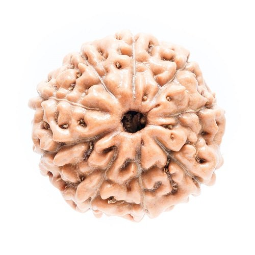9 Mukhi Rudraksha Indonesia