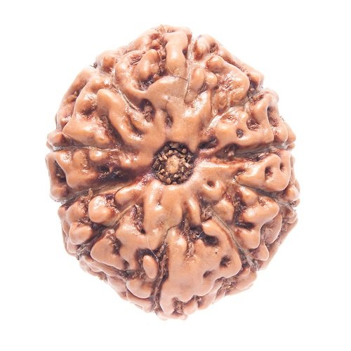 10 Mukhi Rudraksha Indonesia