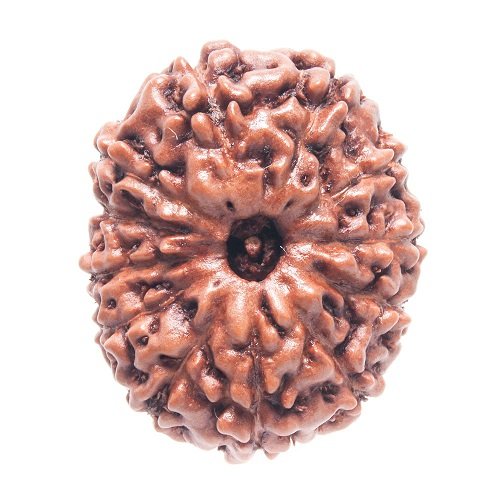 12 Mukhi Rudraksha Indonesia