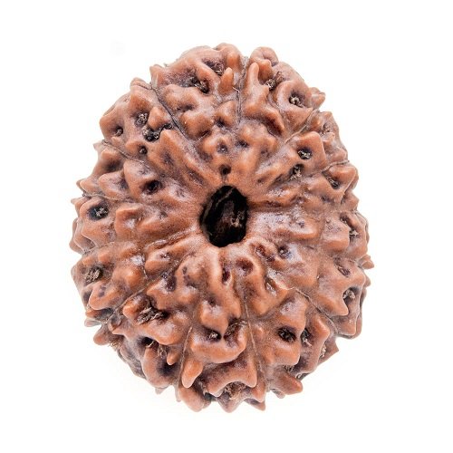 13 Mukhi Rudraksha Indonesia
