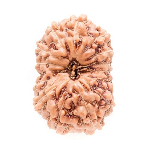 14 Mukhi Rudraksha Indonesia
