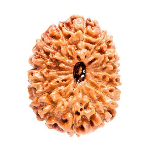 15 Mukhi Rudraksha Indonesia