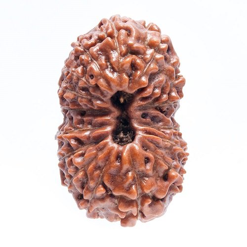 16 Mukhi Rudraksha Indonesia