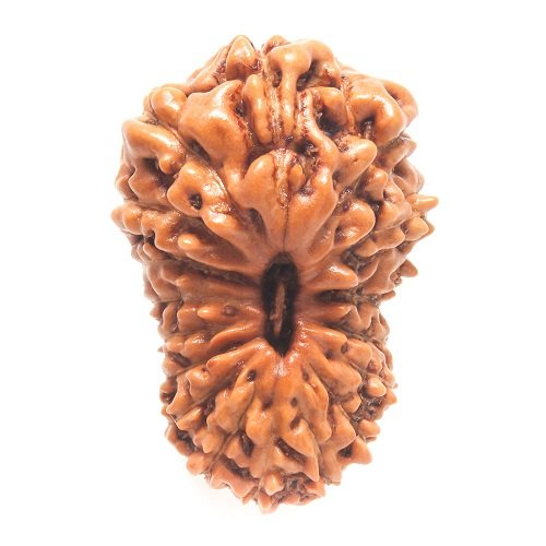 17 Mukhi Rudraksha Indonesia