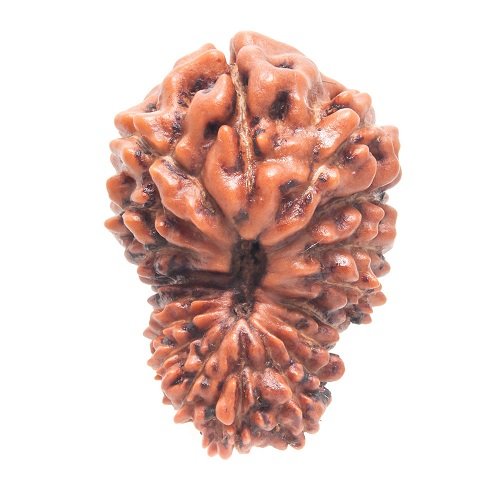 18 Mukhi Rudraksha Indonesia