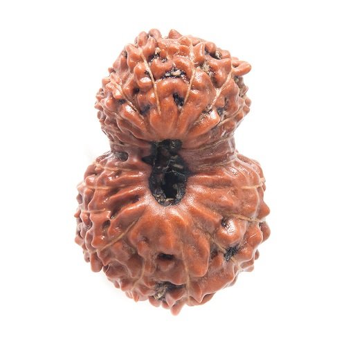 19 Mukhi Rudraksha Indonesia