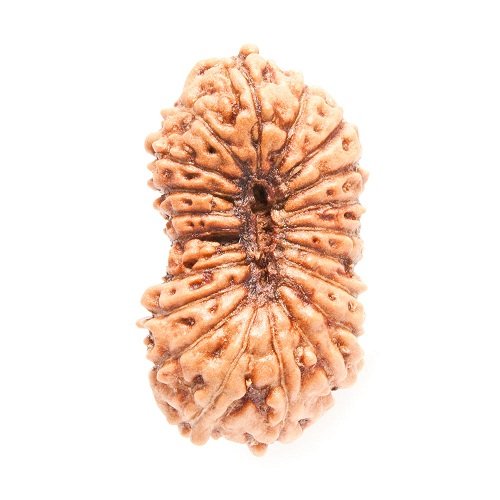 20 Mukhi Rudraksha Indonesia